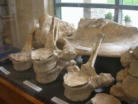 Mastodont Vertebrae 2
